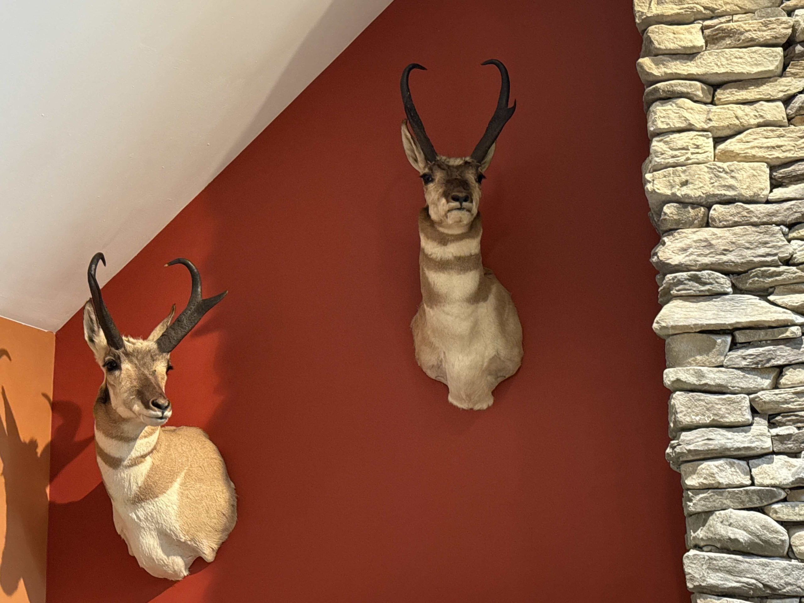 Two mounted antelope heads on a red wall next to a stone column, under angled sunlight.