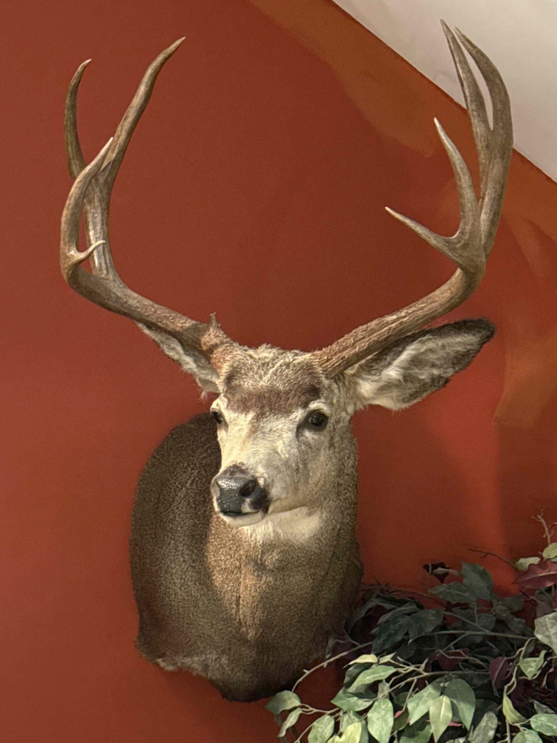 77497185484__081606D8-02FA-4A2A-9C43-BCC91A5A3347 Mounted deer head with large antlers on a red wall, with green leaves in the lower right corner.