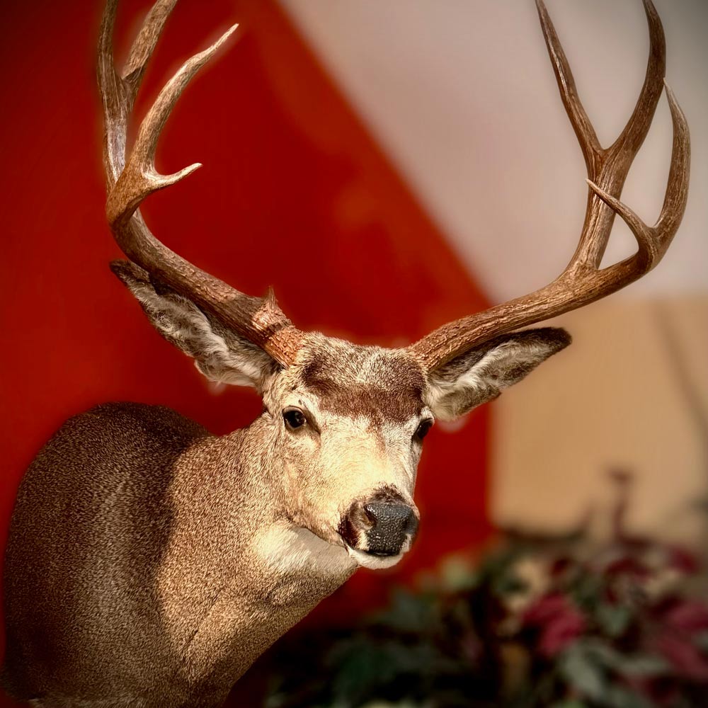 A mounted deer head with large antlers against a red and beige background.
