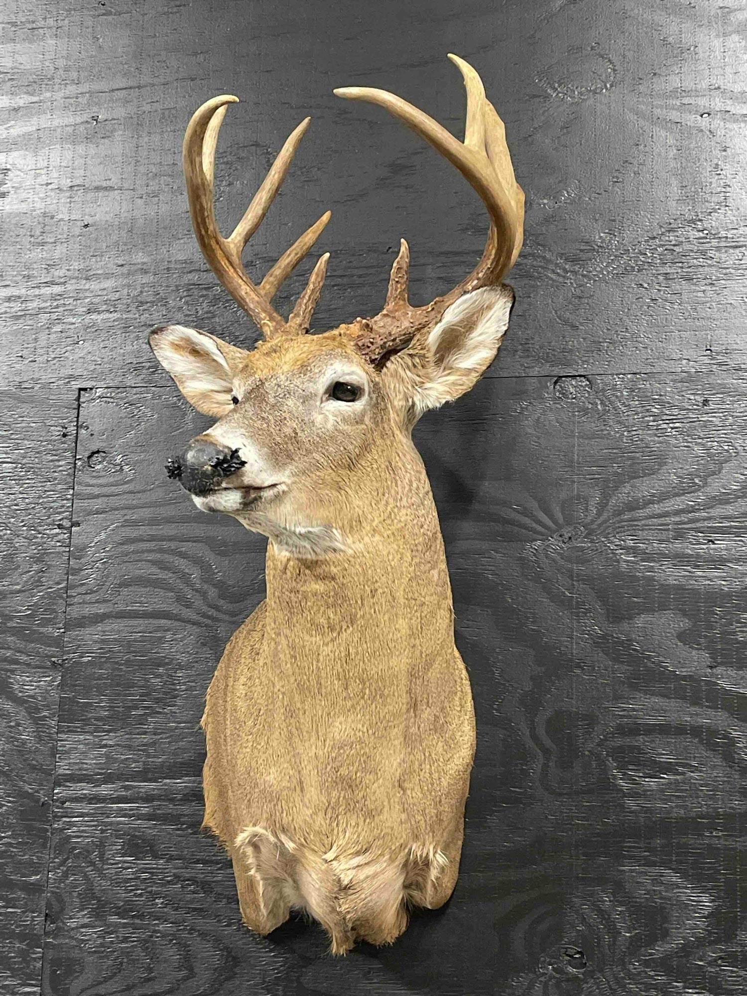 IMG_2801 A mounted deer head with antlers displayed on a black wooden wall.