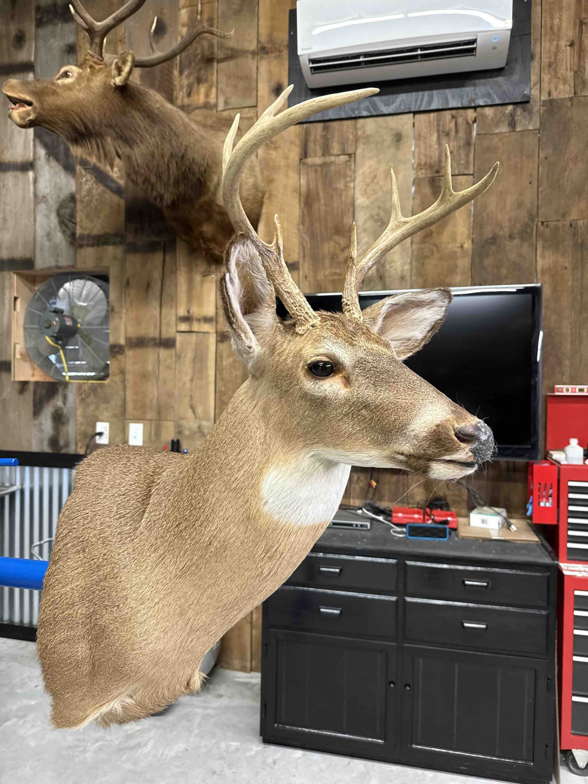 IMG_3075 Deer taxidermy mount displayed indoors, with tools, cabinets, and a mounted deer head in the background.