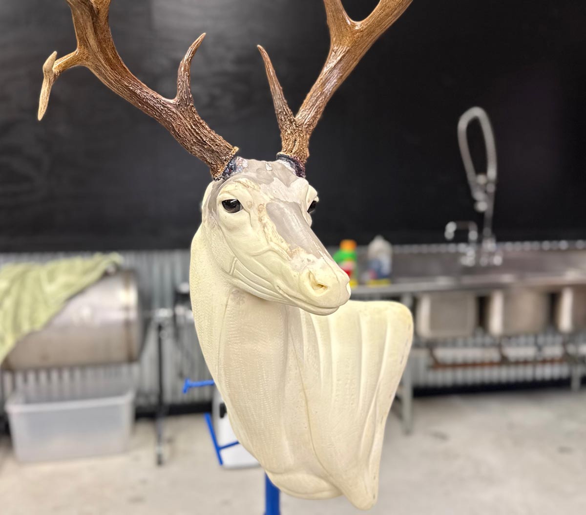 A partially completed deer taxidermy mount with antlers in a workshop setting.