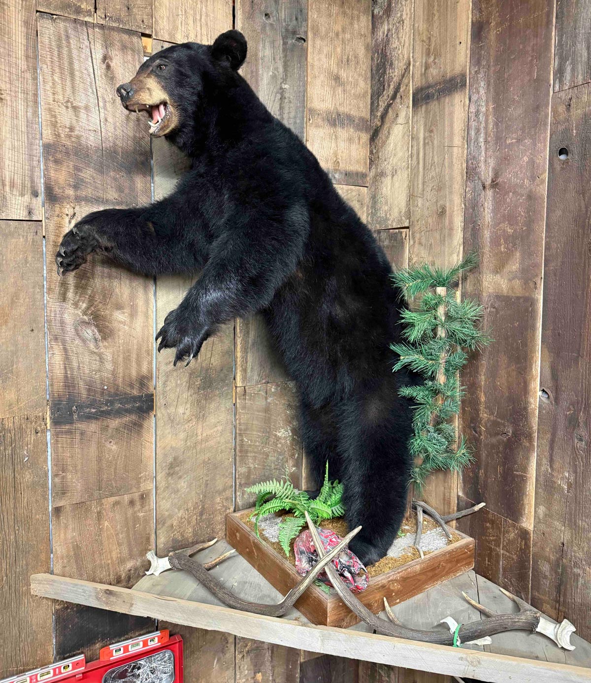 IMG_3254 Taxidermy black bear mounted on a wooden wall, standing on a display with ferns and antlers.