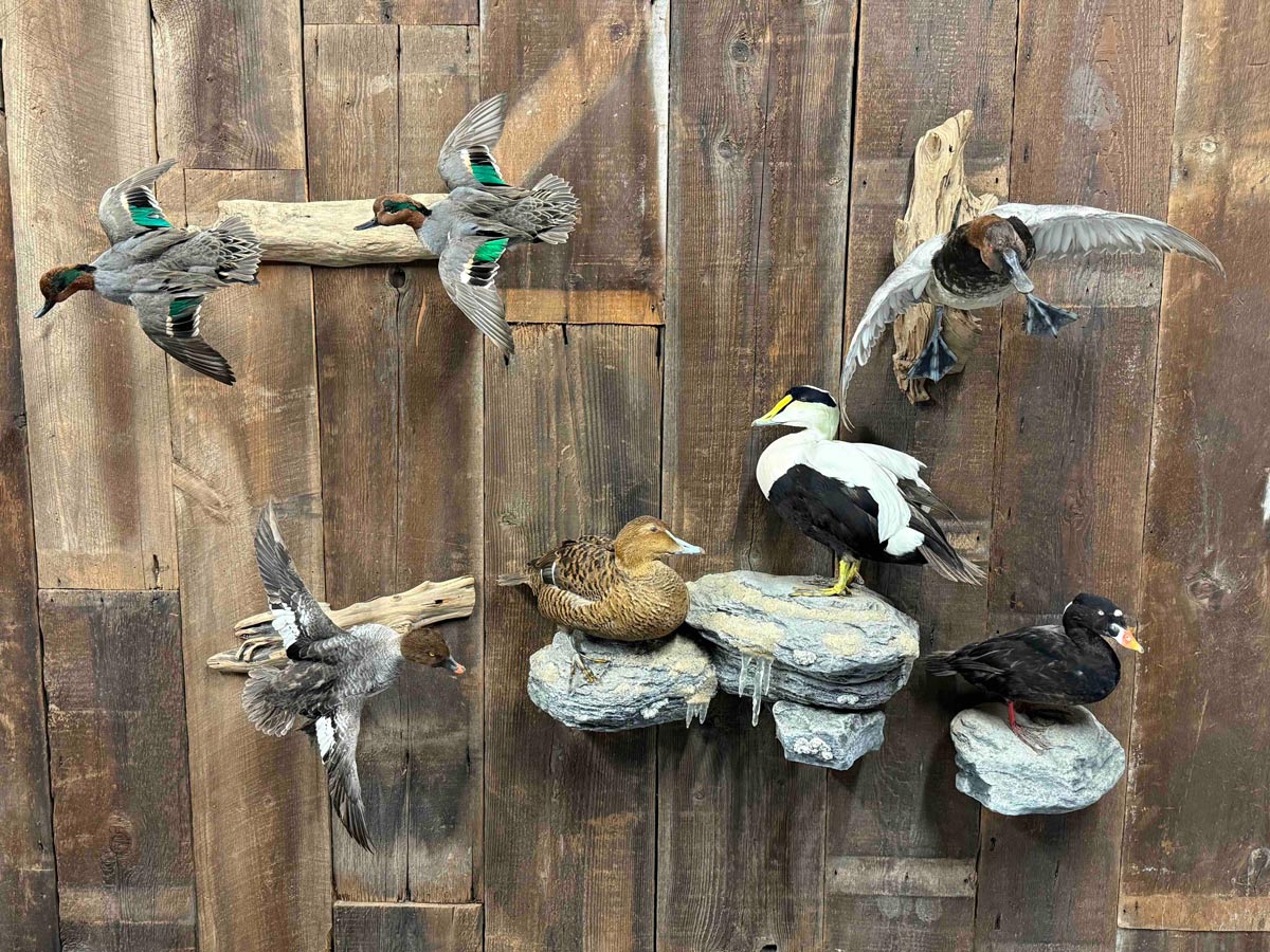 IMG_3257 Six mounted ducks displayed on wooden wall, perched on faux rocks and driftwood, wings spread in flight.