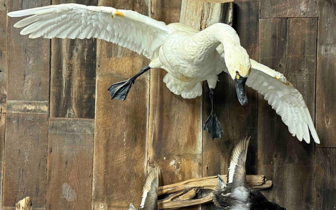 Scenic Environment Taxidermy: How Custom Bases and Habitat Details Bring Your Mount to Life