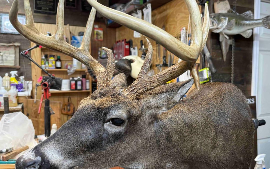 Taxidermy or Replica? How to Decide the Best Way to Showcase Your Trophy