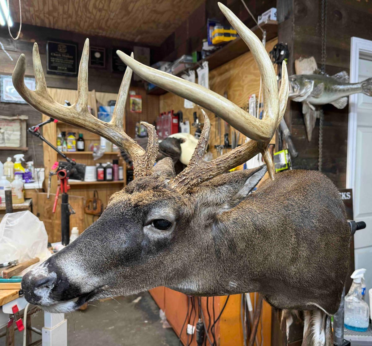 IMG_3583 A mounted deer head with large antlers in a cluttered workshop or garage setting.