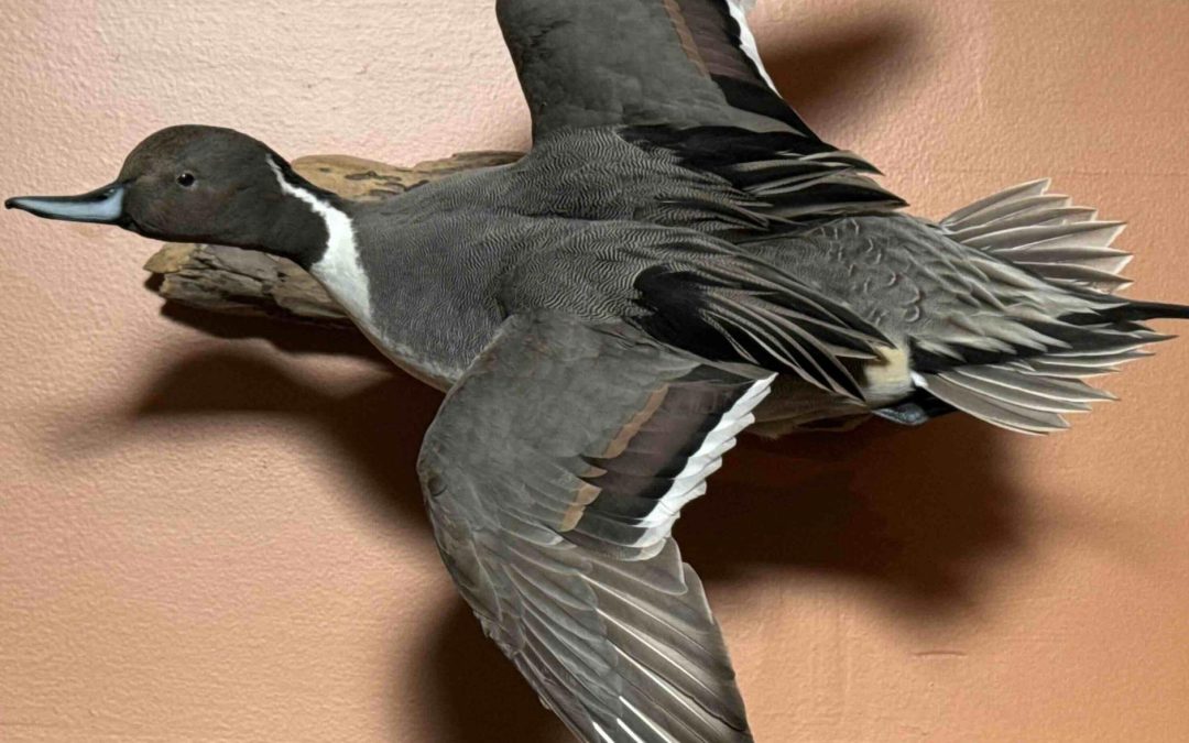 Waterfowl Taxidermy Poses: Choosing the Perfect Display for Your Bird