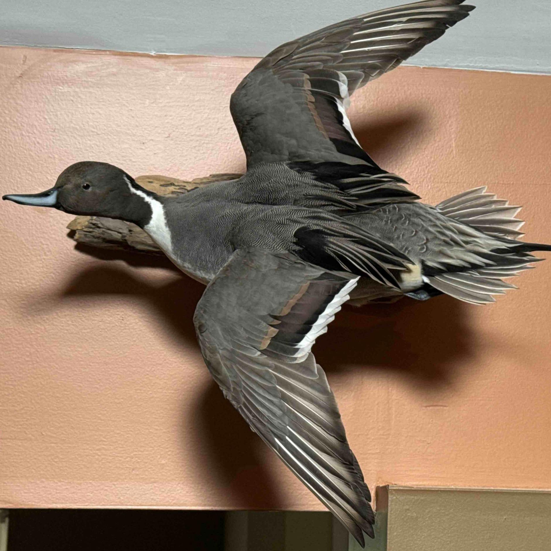 A taxidermy duck with wings spread, mounted on a peach-colored wall near the ceiling.