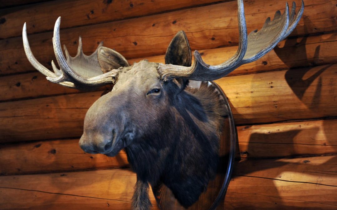 Preserving Your Hunting Memories with Expert Taxidermy