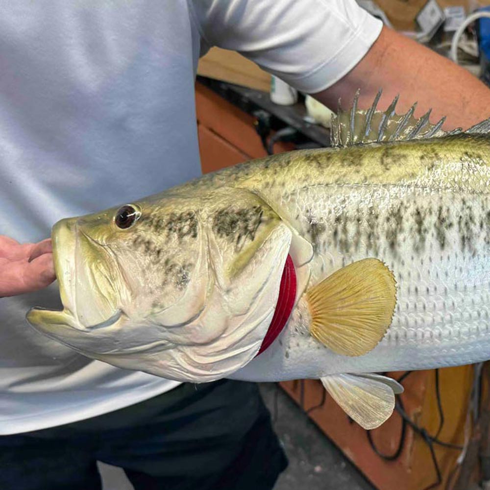 Person holding a large bass fish with a red mark near its gills in an indoor setting.