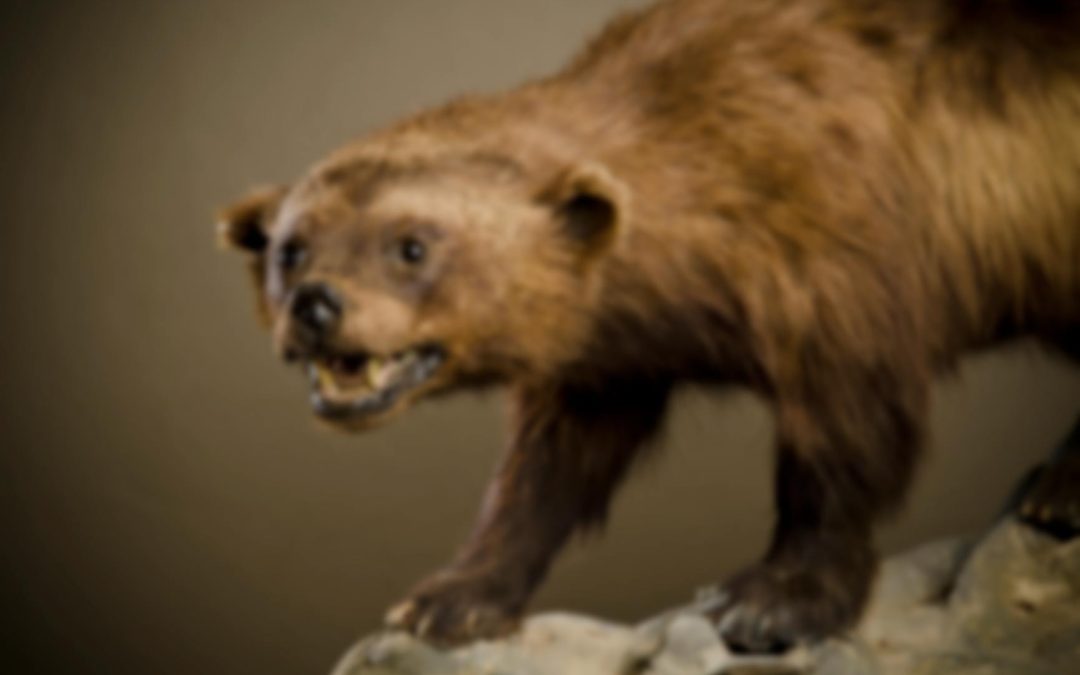 The Benefits of Professional Taxidermy