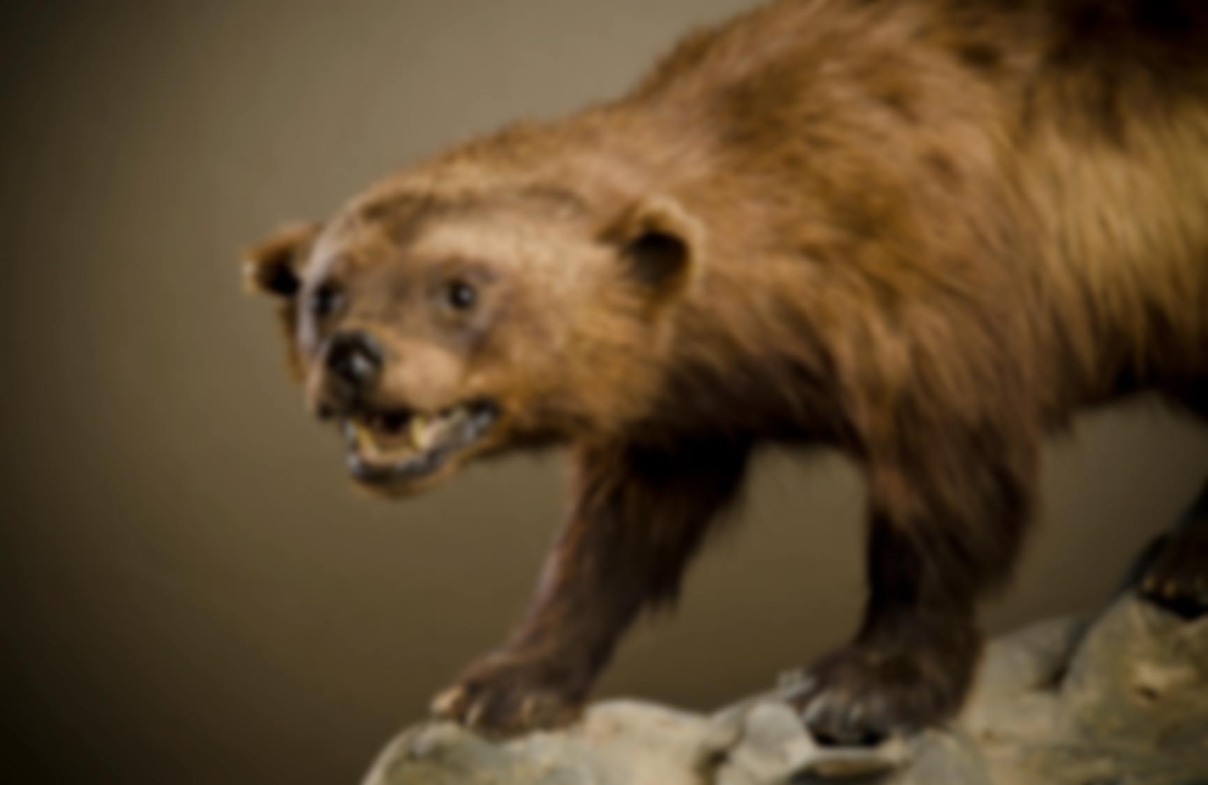 A blurry image of a brown, bear-like animal standing on a rock.