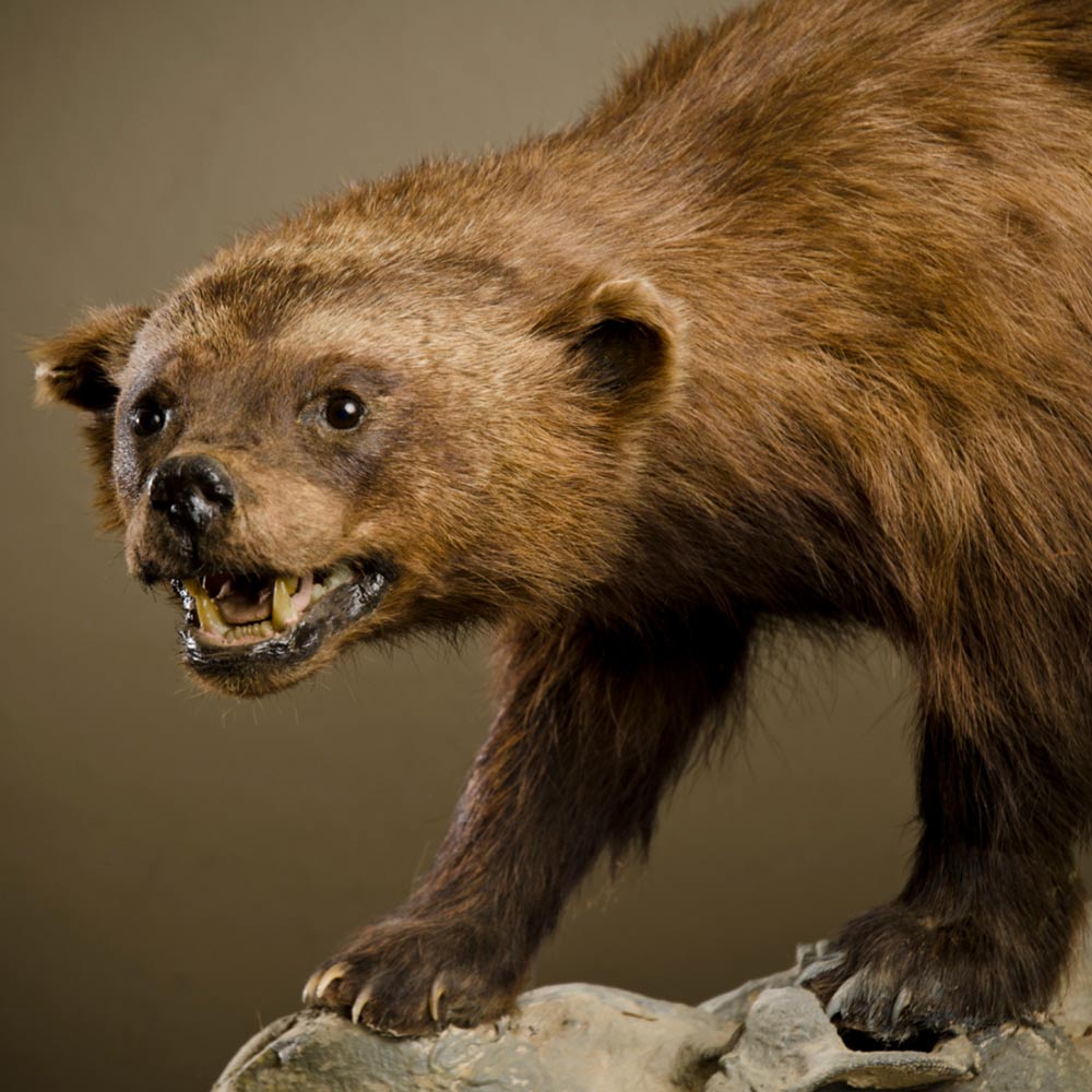 A wolverine stands on a rock, baring its teeth with its fur raised and ears back.