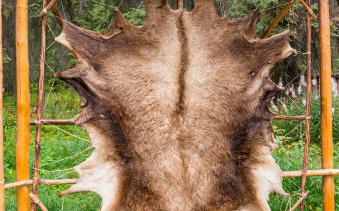 How Hide Tanning Extends the Life of Your Trophy