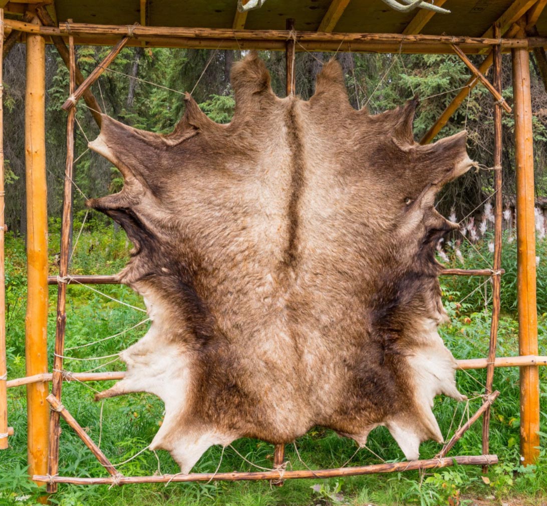 A large, stretched animal hide is displayed on a wooden frame outdoors in a forested area.