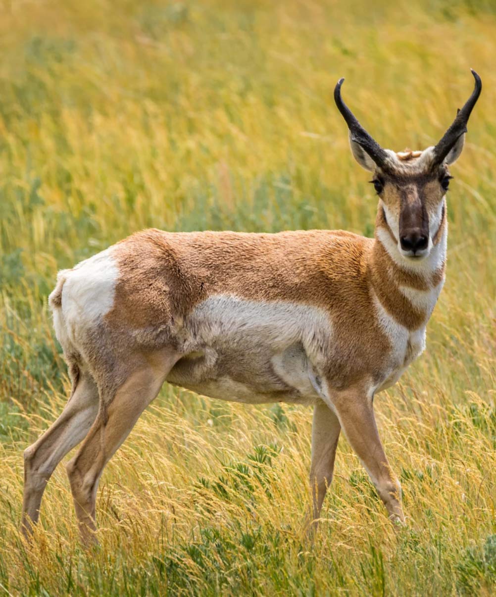 A pronghorn antelope stands in a grassy field, looking toward the camera.