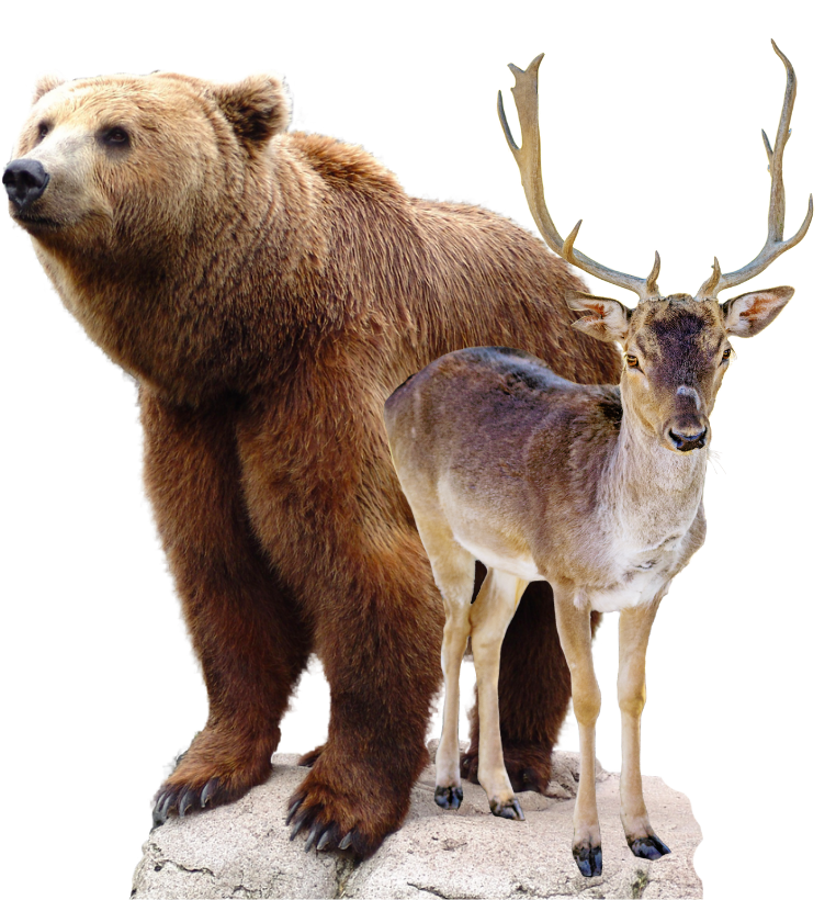 bear-deer-img A brown bear and a deer with antlers standing side by side on a rocky surface, isolated on white.