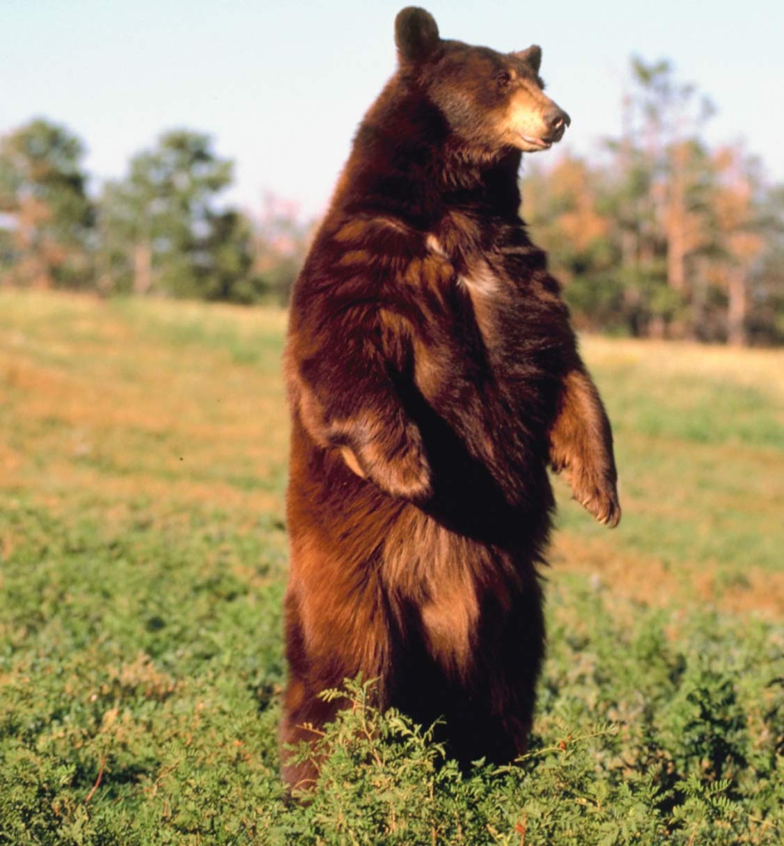 black-bear-img A brown bear stands upright on its hind legs in a grassy field with trees in the background.