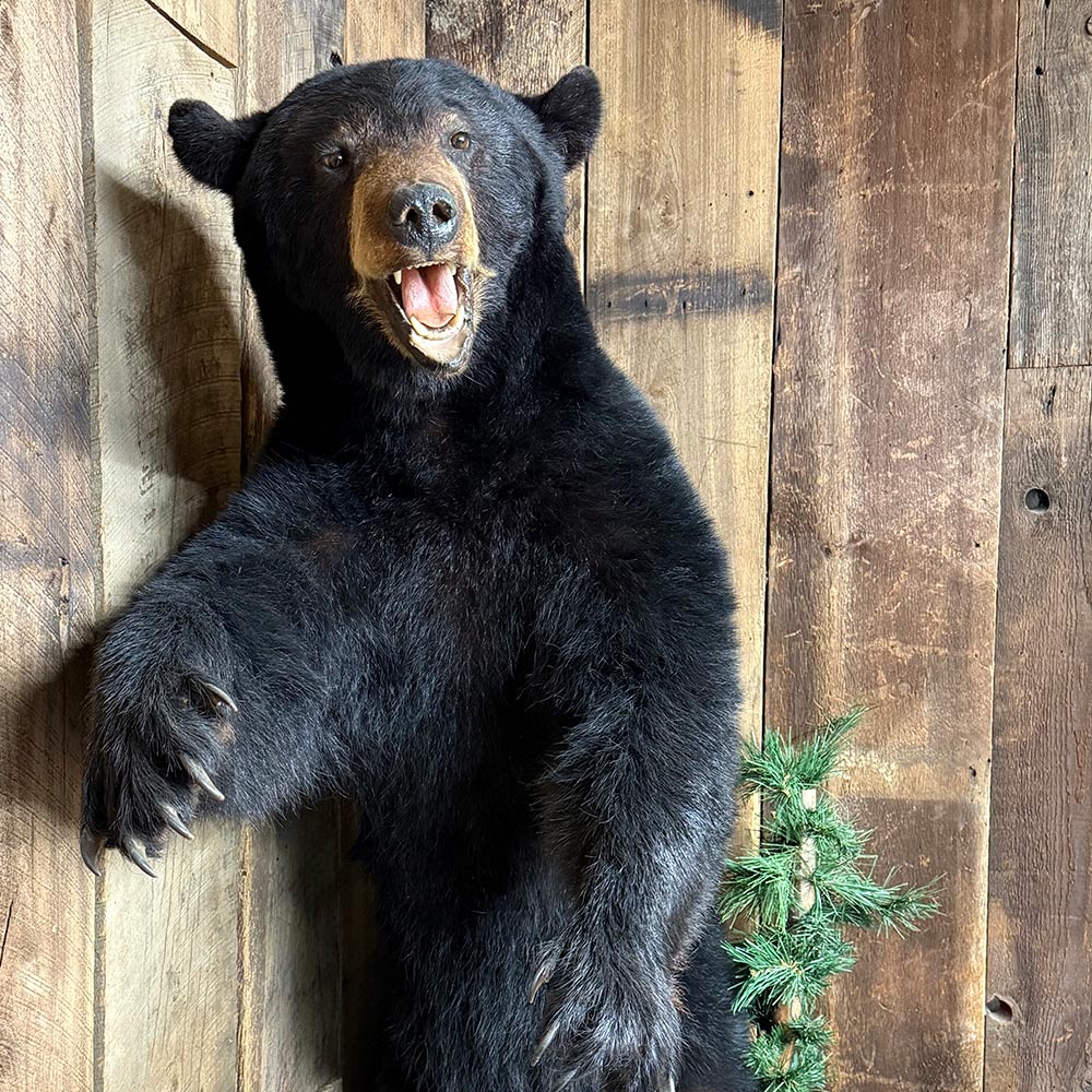 A taxidermy black bear stands upright with mouth open against a wooden wall and some pine branches.