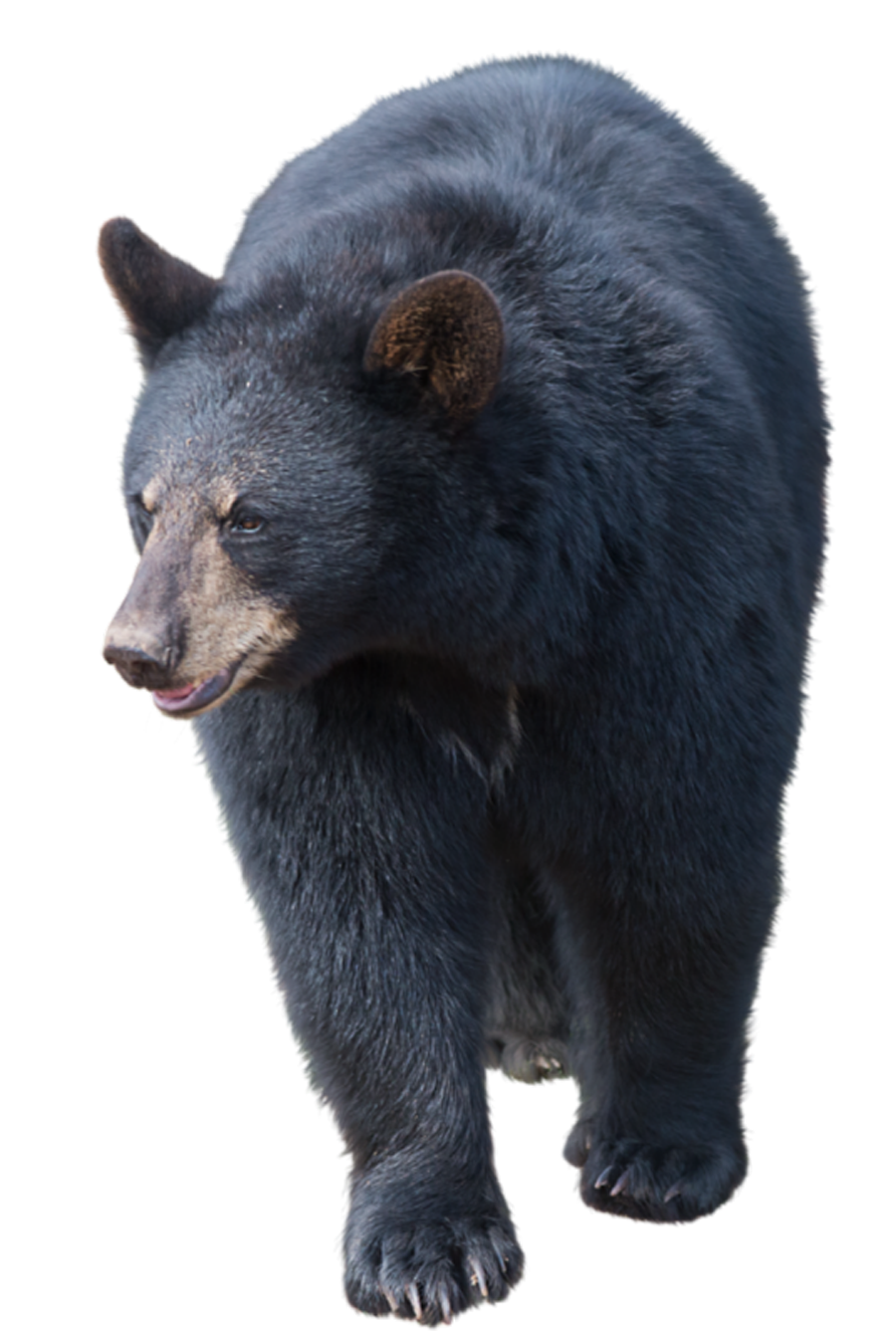 black-bear-img A black bear standing on a white background.