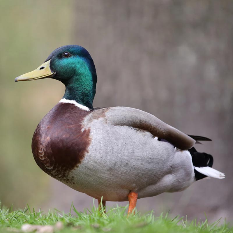A mallard duck with a green head stands on grass with a blurred background.