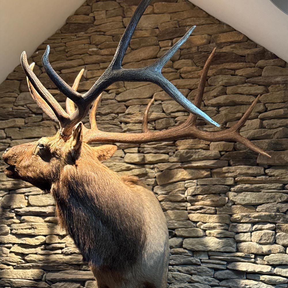 A mounted elk head with large antlers displayed against a stone wall in natural light.