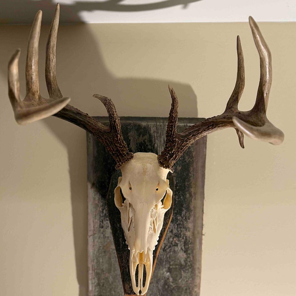 A mounted deer skull with large antlers displayed on a wall.