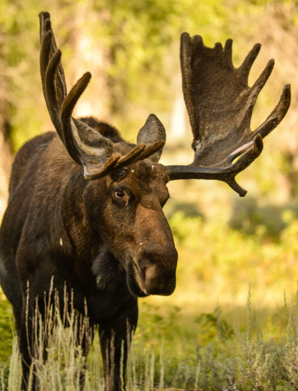 moose-img A moose with large antlers stands in a sunlit forest with green foliage in the background.