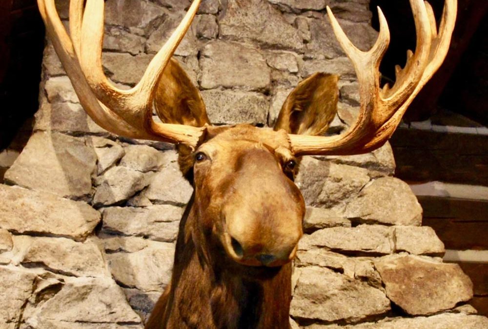 Common Taxidermy Myths Debunked: What Every Hunter Should Know