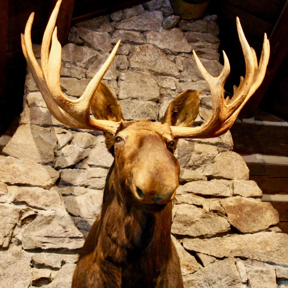 A mounted moose head with large antlers displayed against a stone wall.