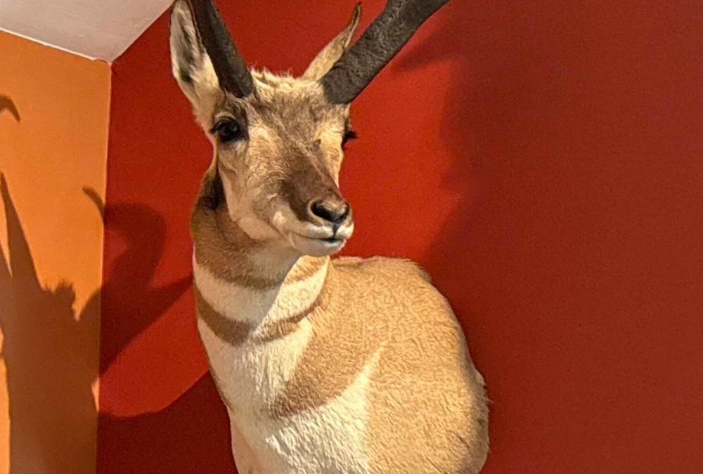 How to Properly Care for Your Trophy Before Taking It to a Taxidermist