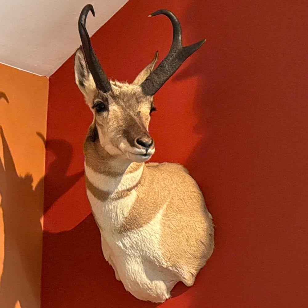 Pronghorn antelope taxidermy mount on a red wall, with shadows cast to the side.