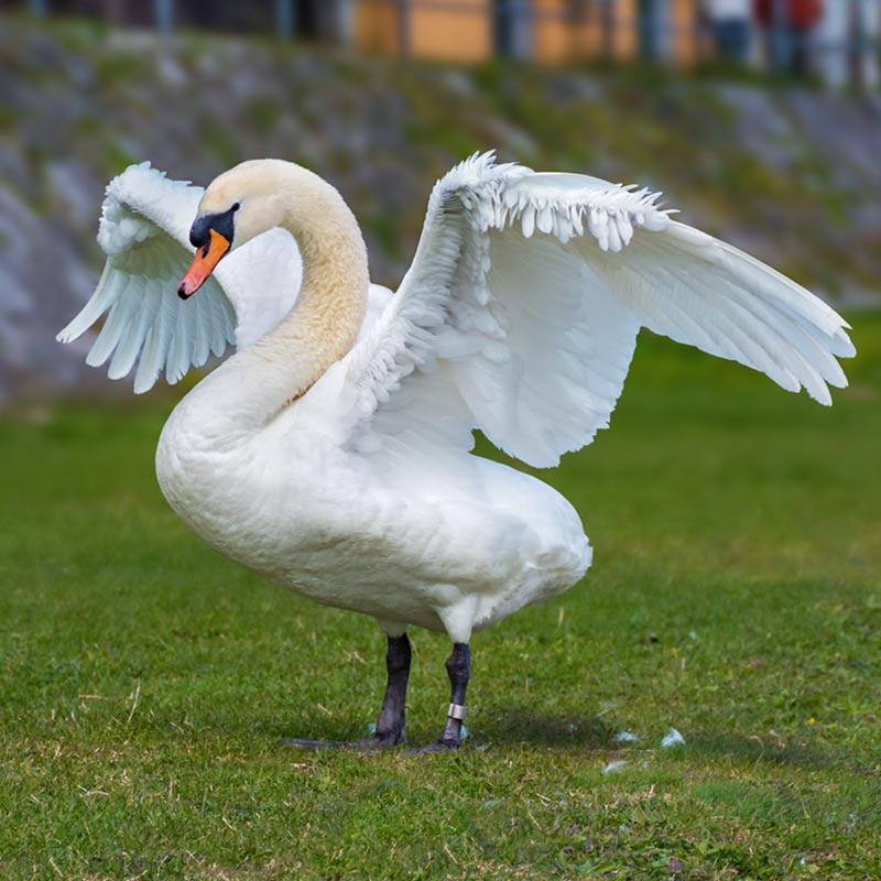 A white swan standing on grass with its wings spread wide.