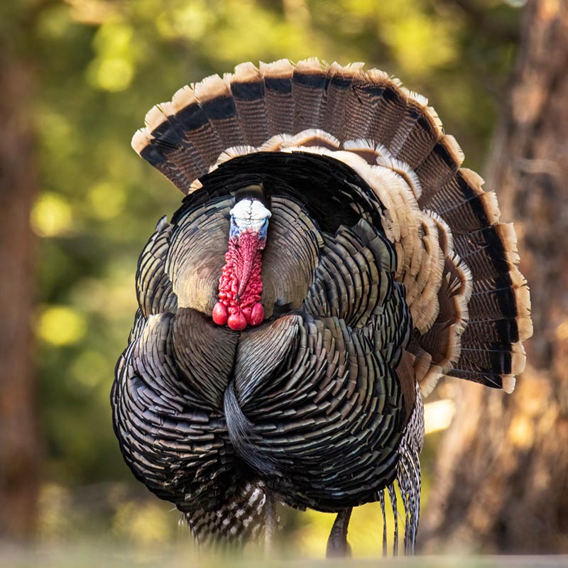 Wild turkey with fanned tail feathers stands outdoors, facing the camera, with a blurred green background.