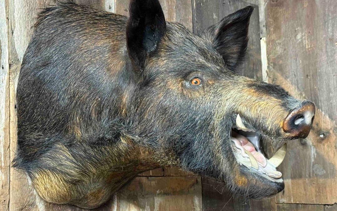Taxidermy Restoration: How to Bring Damaged Mounts Back to Life