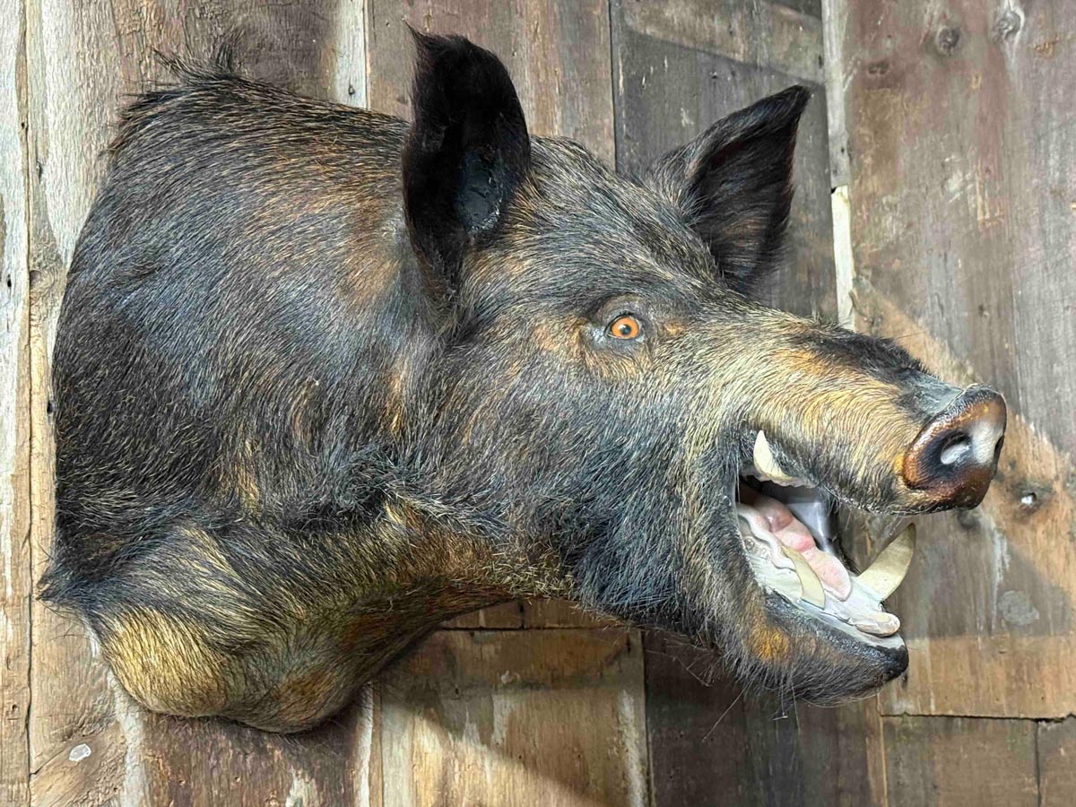 Taxidermy wild boar head mounted on a rustic wooden wall, mouth open showing teeth and tusks.