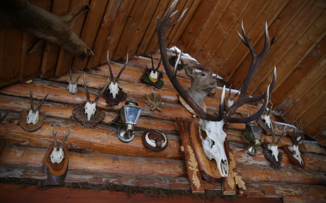 Euro Mounts Explained: Why They’re One of the Most Popular Trophy Displays
