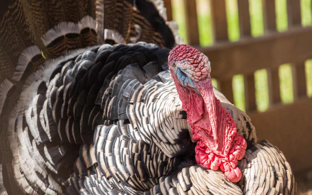 Turkey Mounts: Strutting, Fan, or Full Body—Which Display Fits Your Trophy Best?