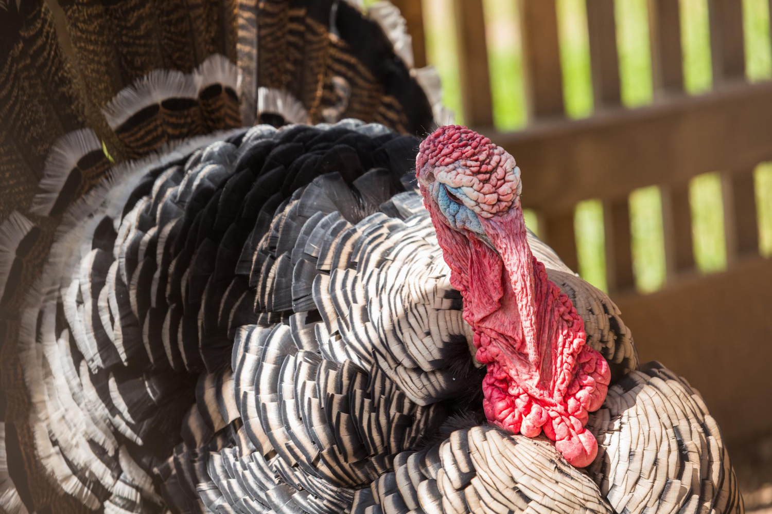 56517 Close-up of a turkey with detailed, textured feathers and a red, bumpy wattle near a wooden fence.