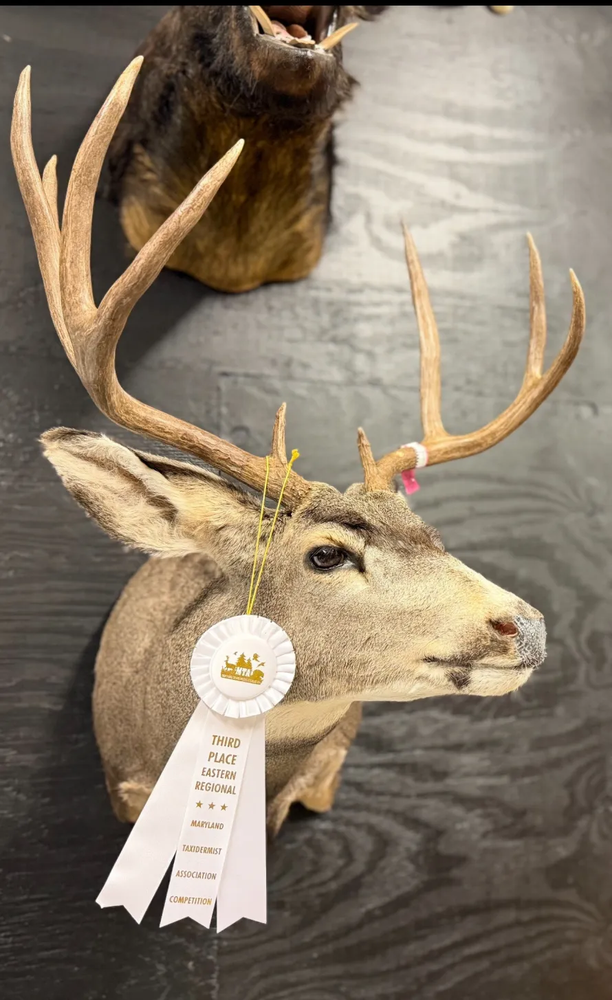 Mounted deer head with antlers, featuring a white third place ribbon on a dark wooden background.