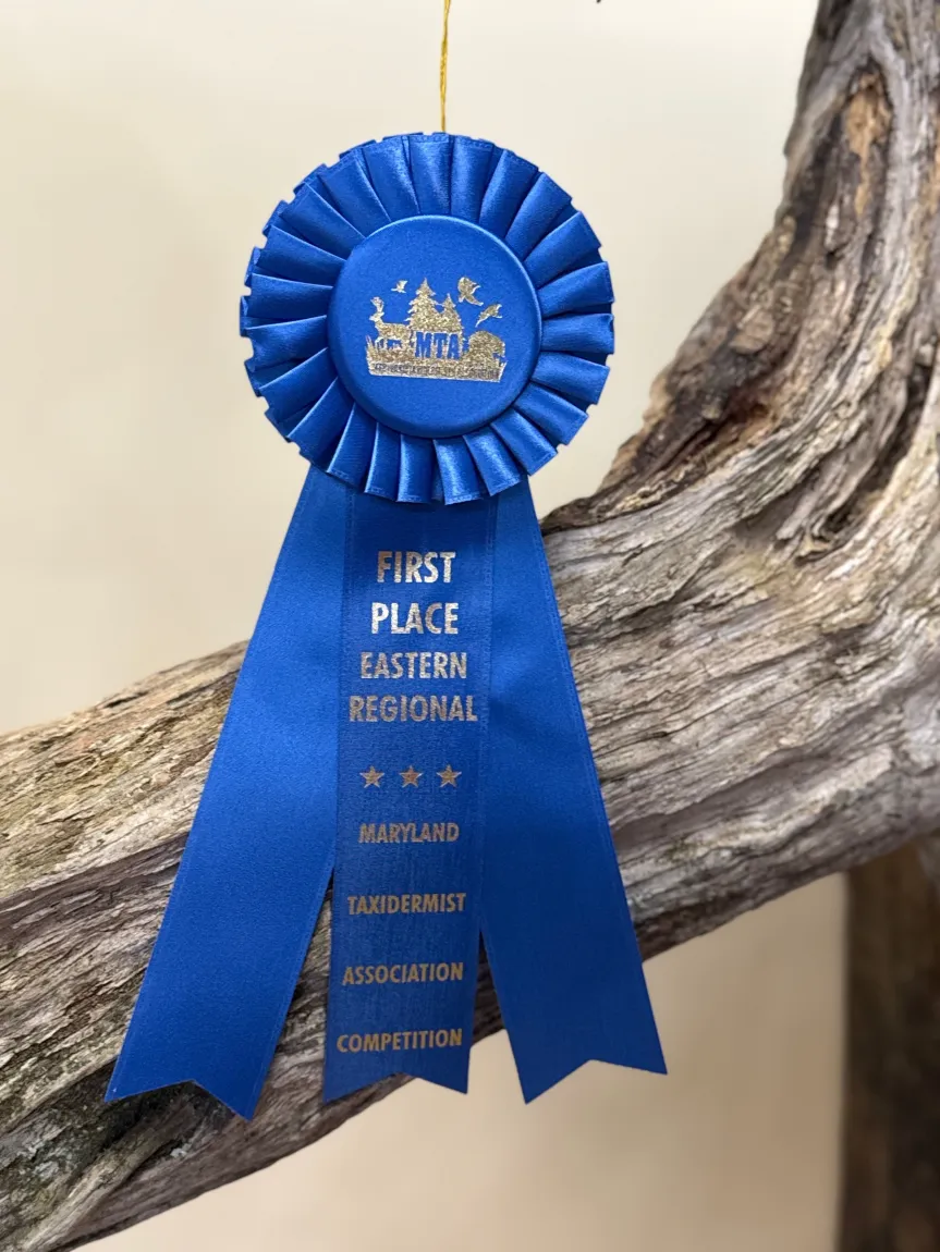 Blue first place ribbon for the Maryland Taxidermist Association Competition on a tree branch.