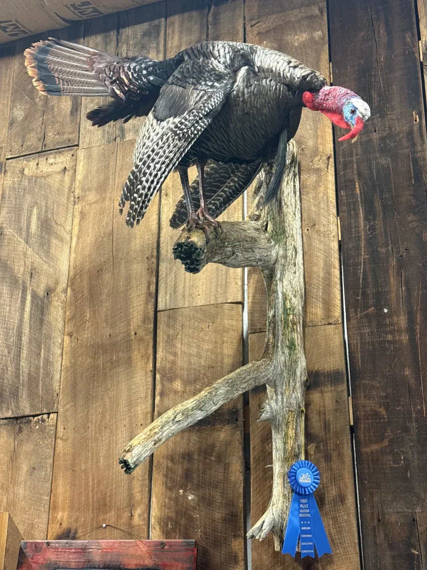 A mounted turkey on driftwood with a blue first-place ribbon, displayed on a wooden wall.